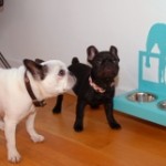 Pet Dishes For Any Decor