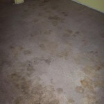 smelly carpet problems smelly carpet problems